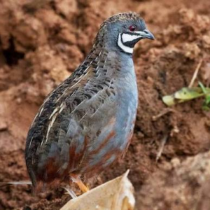 بودنه سینه‌آبی (Blue-breasted Quail)