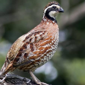 بودنه باب‌وایت (Bobwhite Quail)