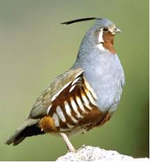 بودنه کوهستانی