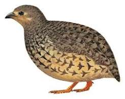بودنه مانیپور