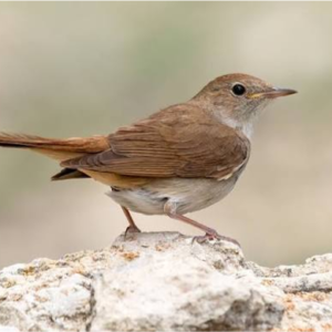 بلبل معمولی (Nightingale)