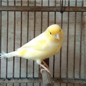 قناری (Canary)