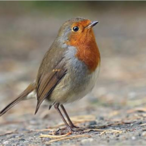 سینه‌سرخ اروپایی (European Robin)