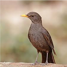 بلبل سیاه معمولی (Common Blackbird)