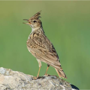 چکاوک اوراسیایی (Eurasian Skylark)