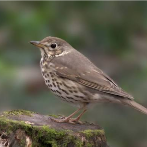 توکای آوازخوان (Song Thrush)