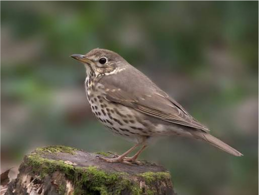 توکای آوازخوان (Song Thrush)
