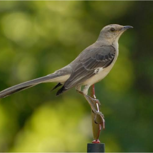 مقلد شمالی (Northern Mockingbird)