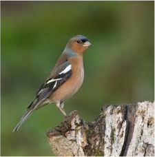 سهرهٔ معمولی (Common Chaffinch)