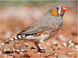 سهرهٔ گورخری (Zebra Finch)