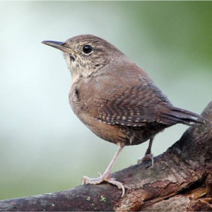 House Wren