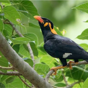 Common Hill Myna
