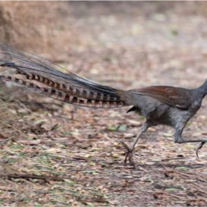 Superb Lyrebird