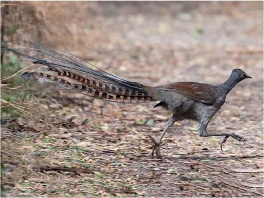 Superb Lyrebird
