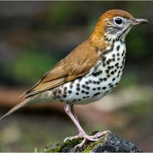 Wood Thrush