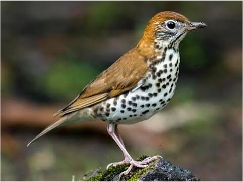 Wood Thrush