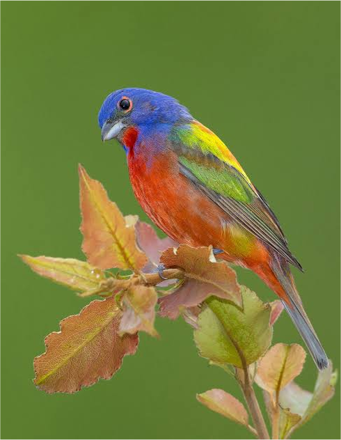 پرنده بانتینگ رنگارنگ