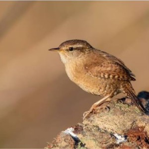 پرنده چکچک اوراسیایی