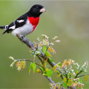 Rose-breasted Grosbeak