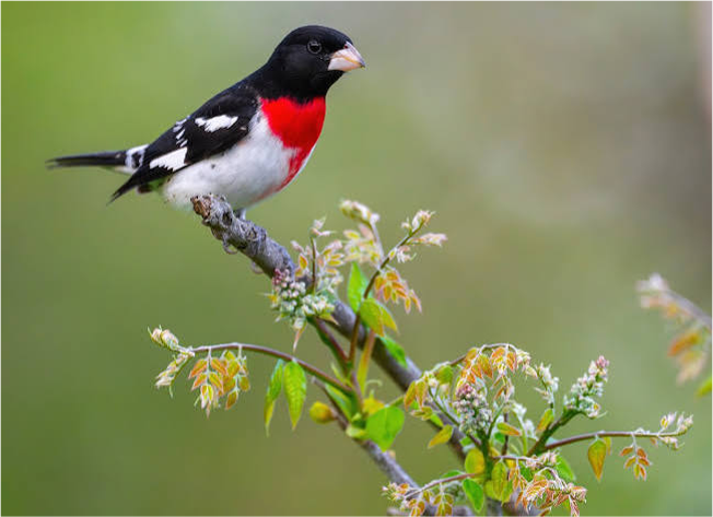 Rose-breasted Grosbeak