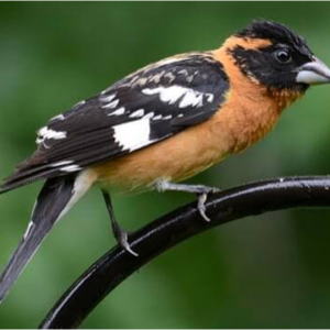 Black-headed Grosbeak