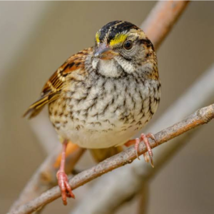 White-throated Sparrow