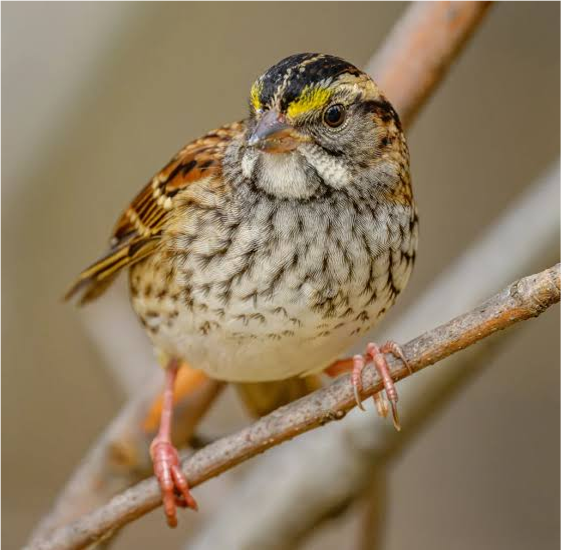 White-throated Sparrow