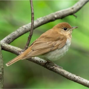 Veery
