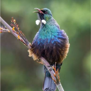 Tui