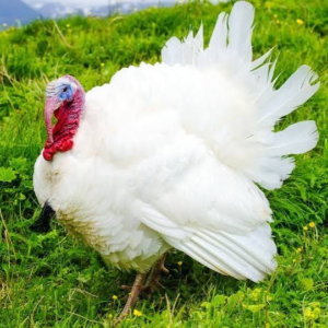 فیل مرغ سفید سینه‌پهن (Broad Breasted White Turkey)