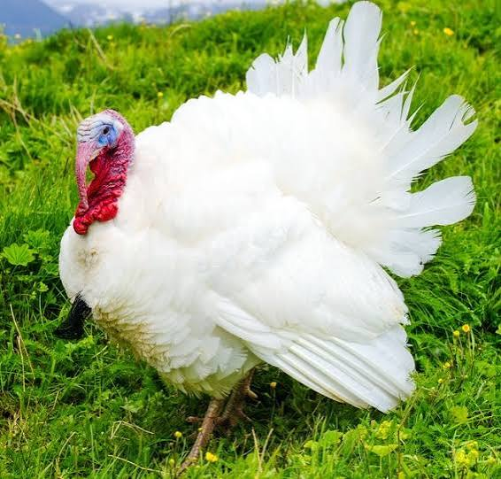 فیل مرغ سفید سینهپهن (Broad Breasted White Turkey)