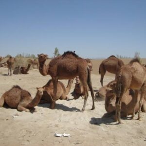 شتر خَرانی