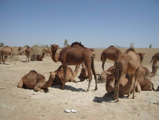 شتر خَرانی