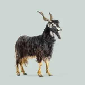 بز پشه‌ای