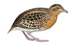 بودنه باتن (Button Quail)