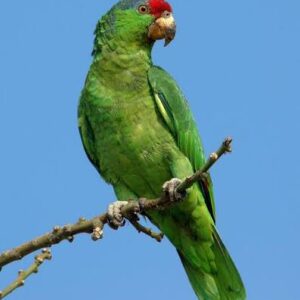 طوطی آمازون