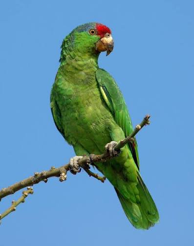 طوطی آمازون