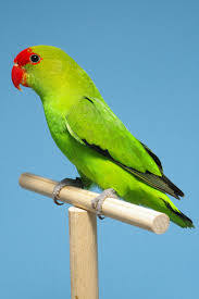 طوطی لاوبرد